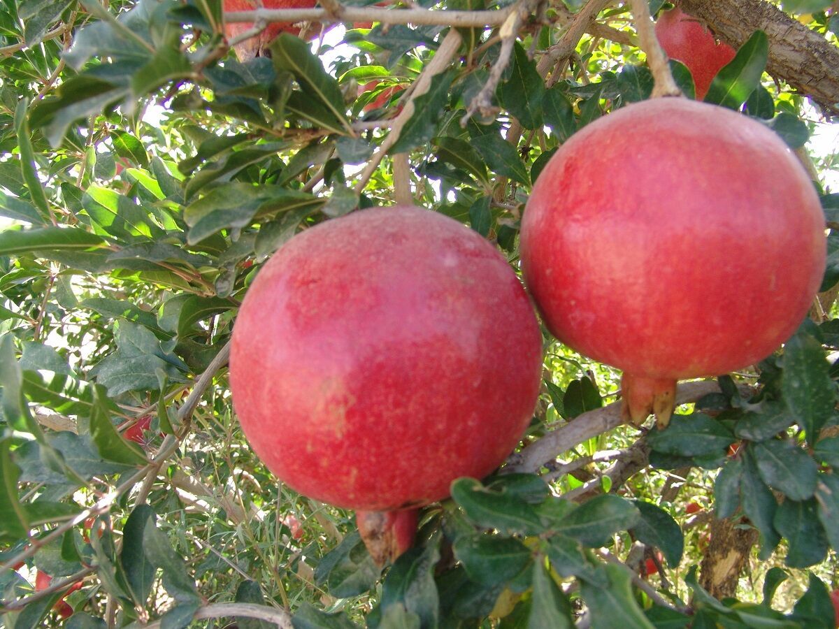تصاویری زیبا از انارچینی در روستای فیروزکوه