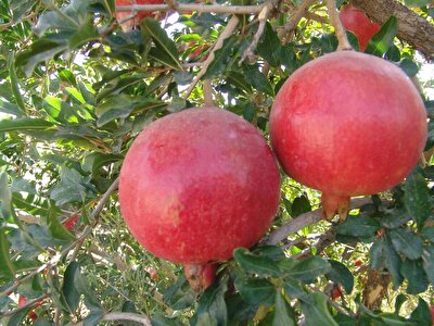 تصاویر انارچینی در روستای فیروزکوه