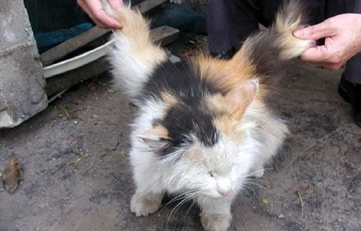 شوک دانشمندان از تولد گربه بالدار