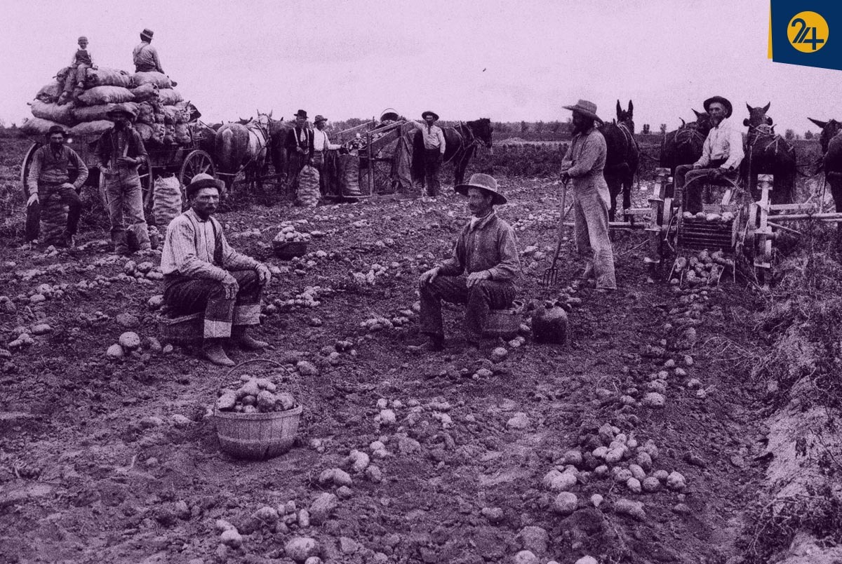 تاریخ سیب زمینی