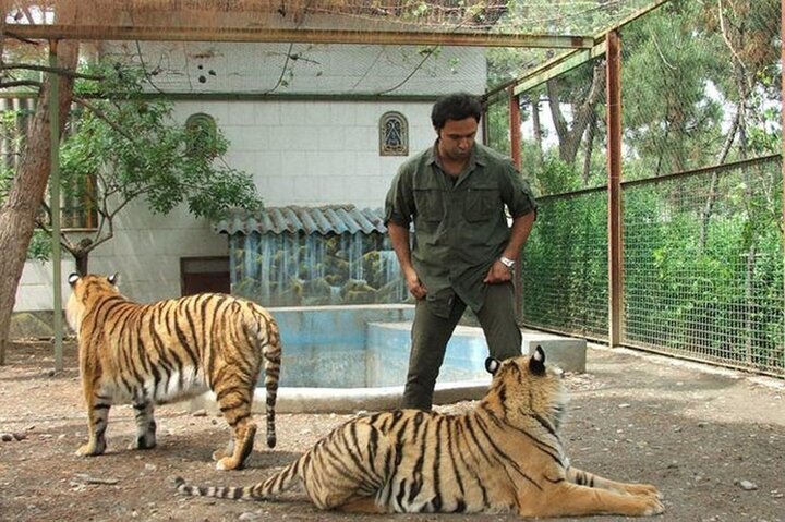 پیدا شدن ببر در مشهد پیدا شدن ببر در مشهد