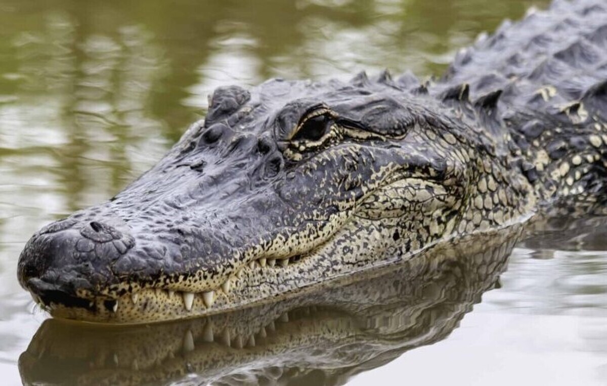 لحظه برق‌گرفتگی شدید یک تمساح حین شکار