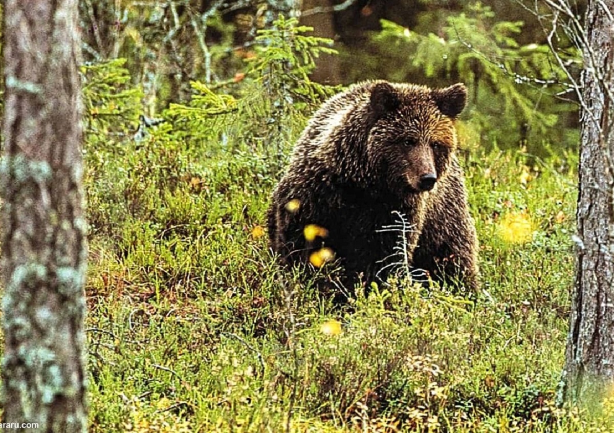 لحظه برخورد دلهرهآور شکارچی با خرس قهوهای لحظه برخورد دلهرهآور شکارچی با خرس قهوهای