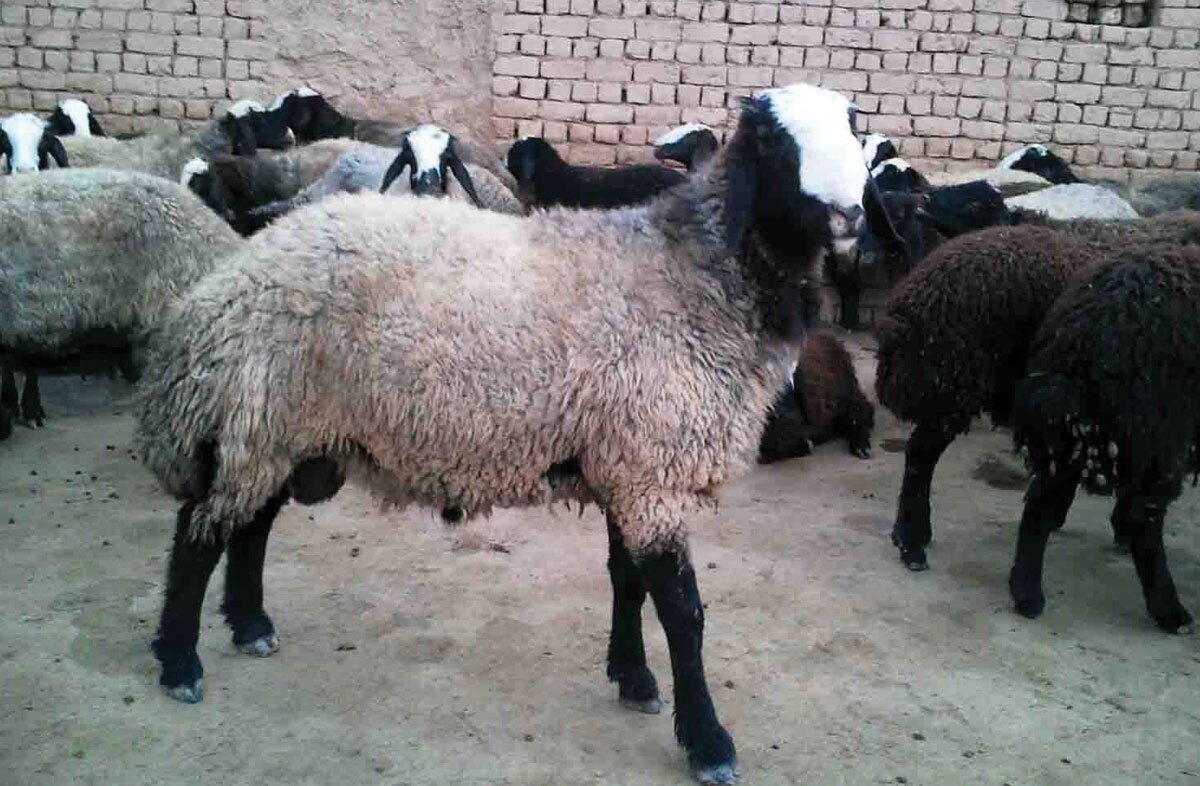 راه حل روزنامه دولت برای کاهش قیمت گوشت: منتظر زایش گوسفند‌های وارداتی باشید!