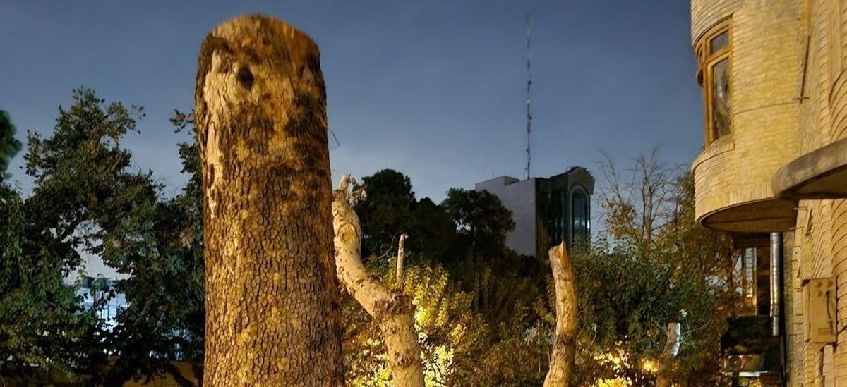 شهرداری تهران: با قطع درختان، خیابان ایتالیا رفع خطر شد!