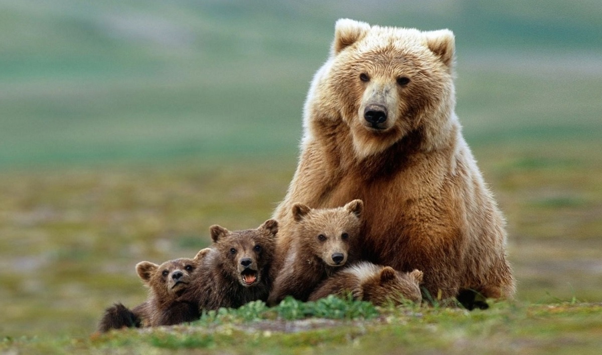 مرگ یک خرس قهوه‌ای در دالاهو بر اثر تصادف