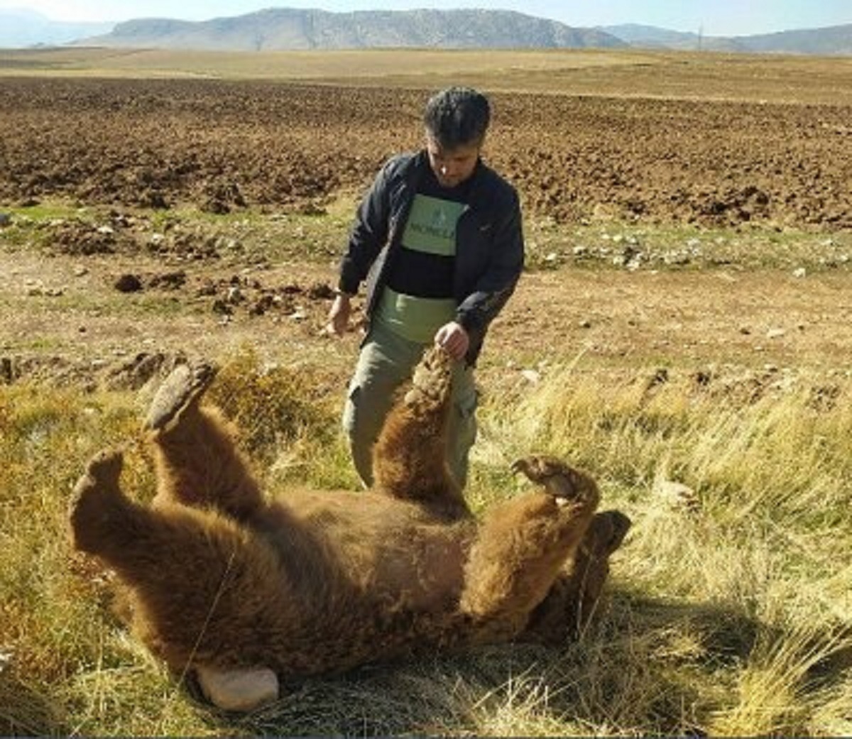 مرگ یک خرس قهوه‌ای در دالاهو بر اثر تصادف