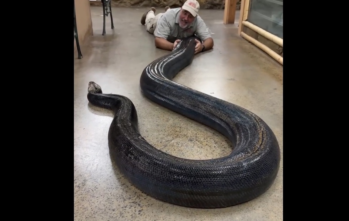 پیدا کردن مار پیتون غول پیکر در دیوار یک خانه پیدا کردن مار پیتون غول پیکر در دیوار یک خانه