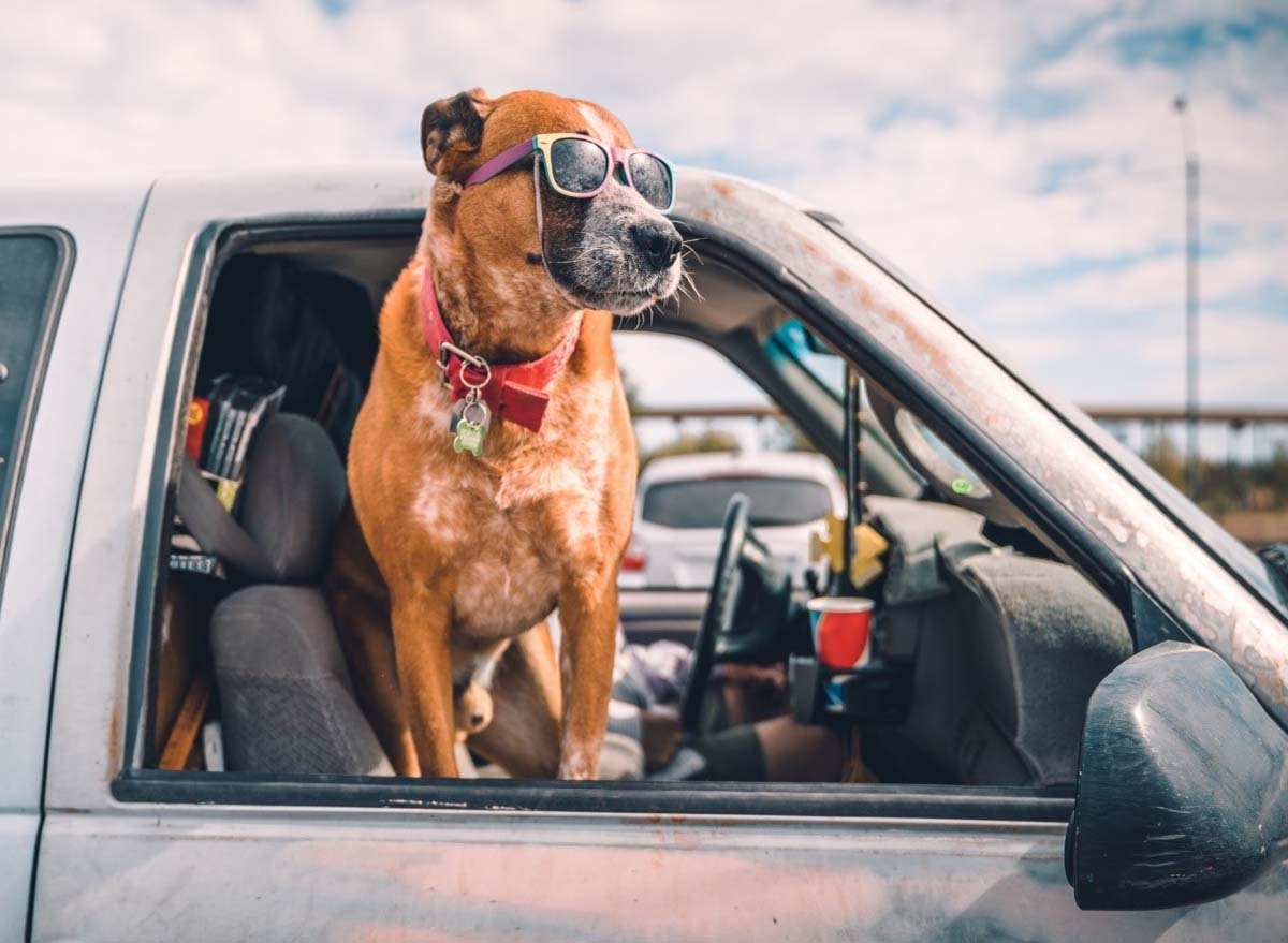 خرید مرسدس برای سگ