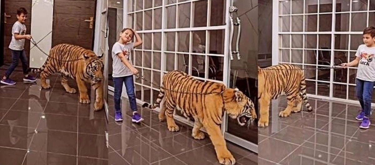 پیاده‌روی یک کودک با ببر در یک خانه مجلل!