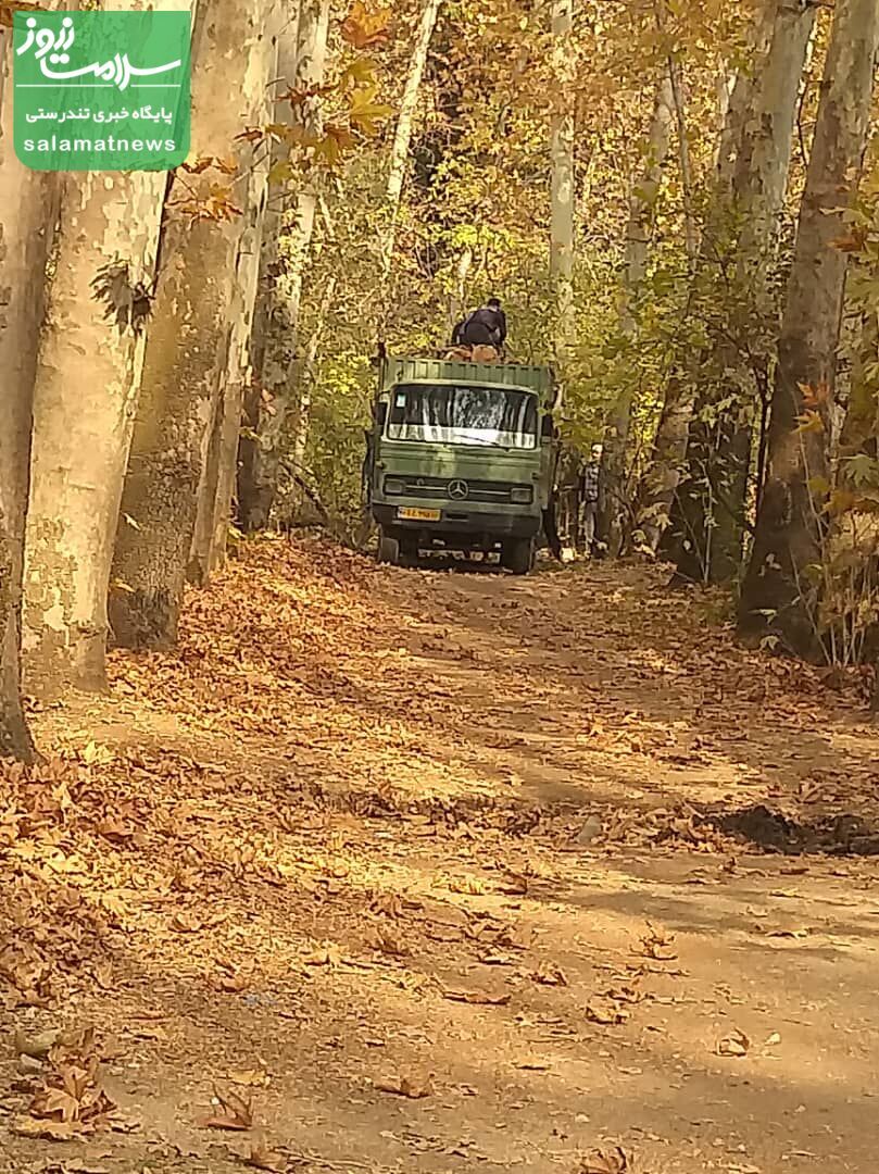 تداوم قطع درختان پایتخت: این بار نوبت به کاخ سعدآباد رسید!