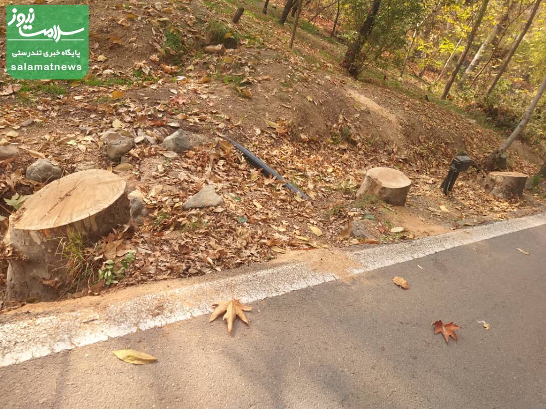 تداوم قطع درختان پایتخت: این بار نوبت به کاخ سعدآباد رسید!