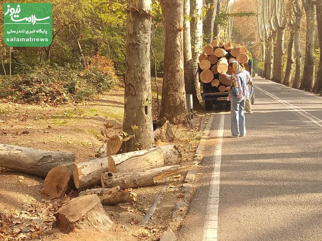 تداوم قطع درختان پایتخت: این بار نوبت به کاخ سعدآباد رسید!