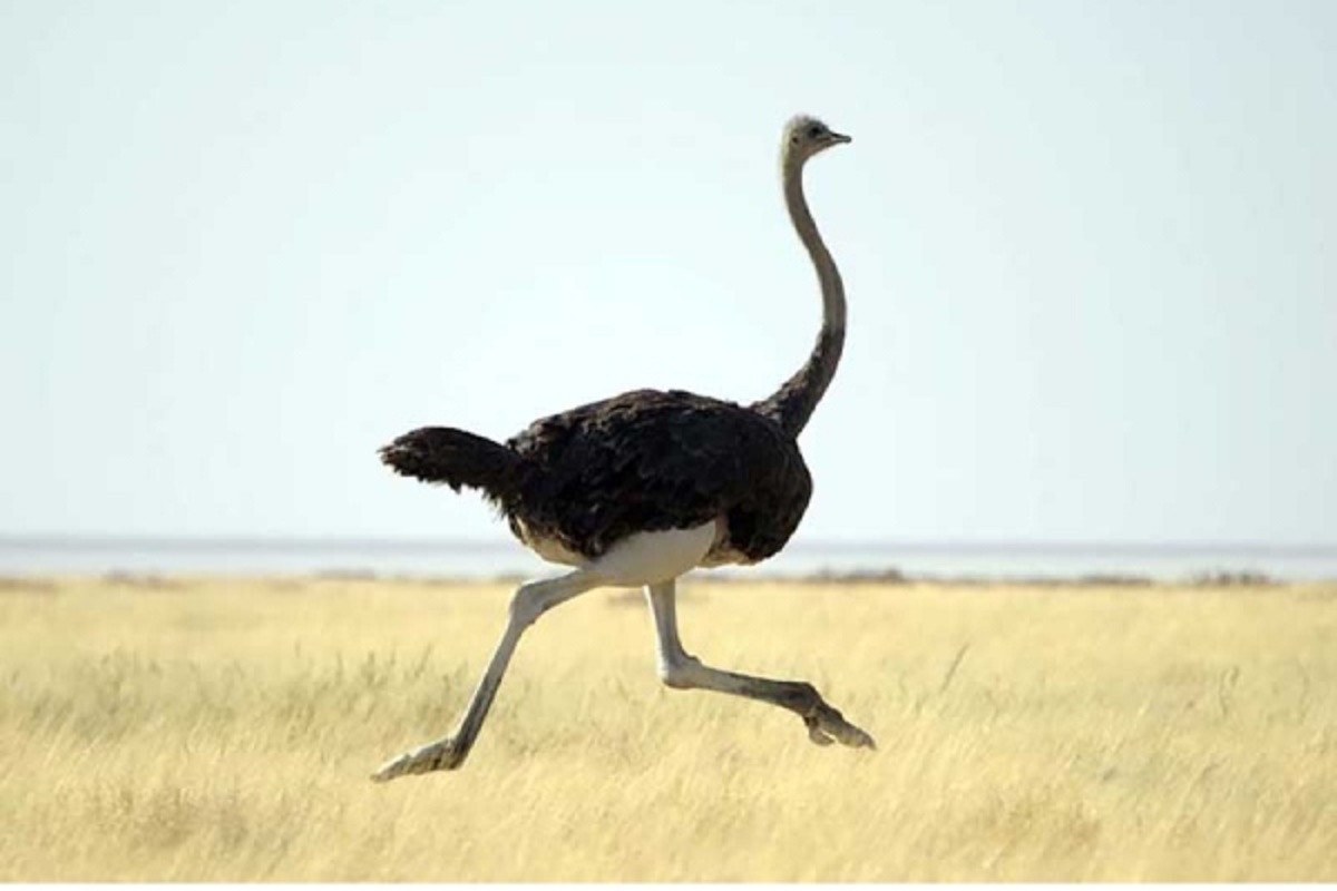 تلاش پلیس چین برای گرفتن شترمرغ فراری! تلاش پلیس چین برای گرفتن شترمرغ فراری!