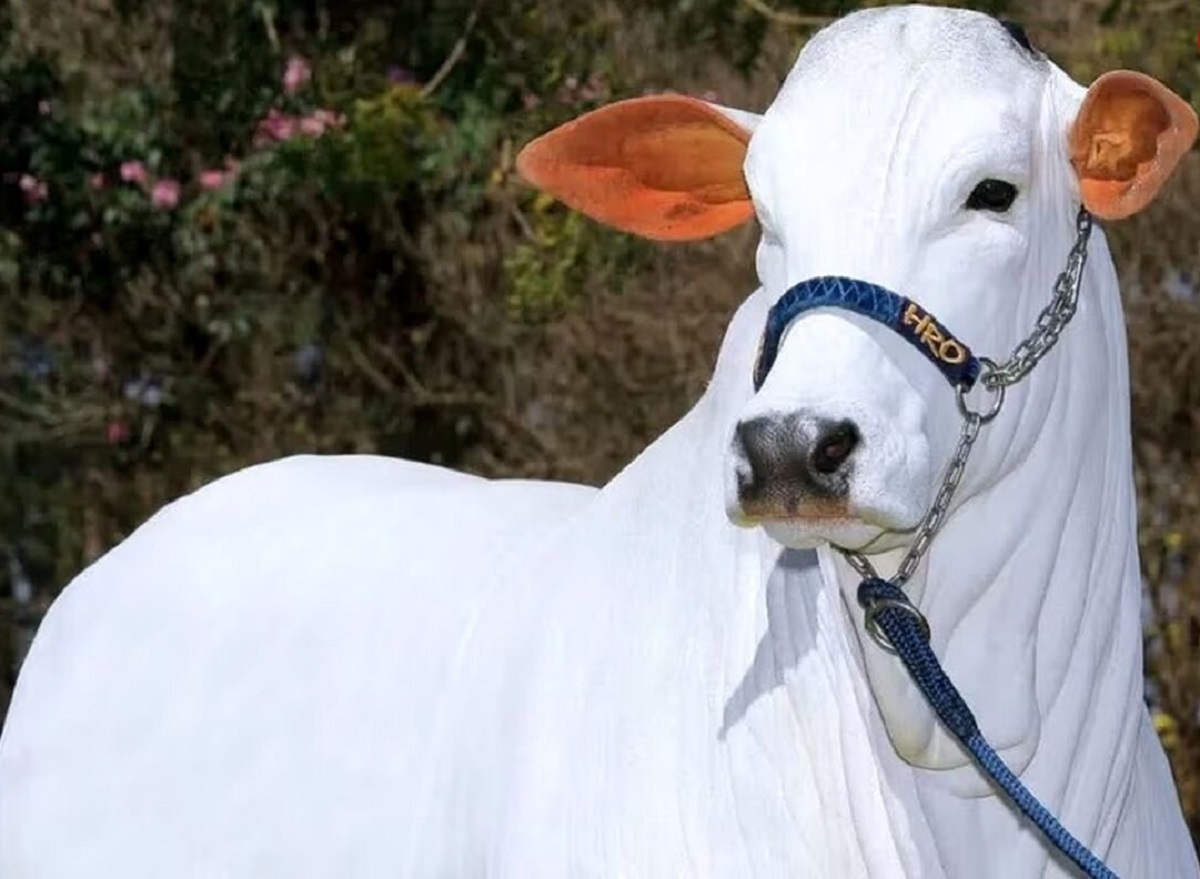 گرانترین حیوان جهان رونمایی شد! گرانترین حیوان جهان رونمایی شد!