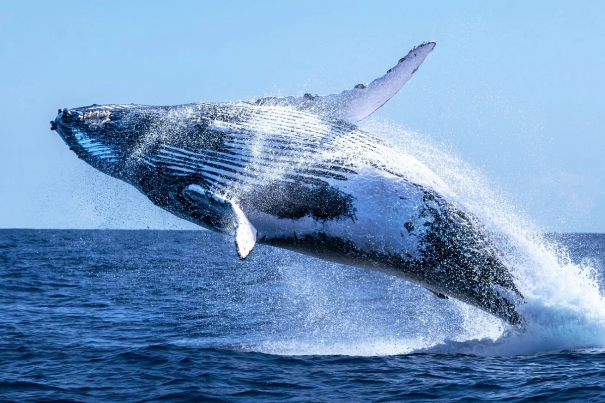 لحظه انفجار وحشتناک یک نهنگ وسط اقیانوس!