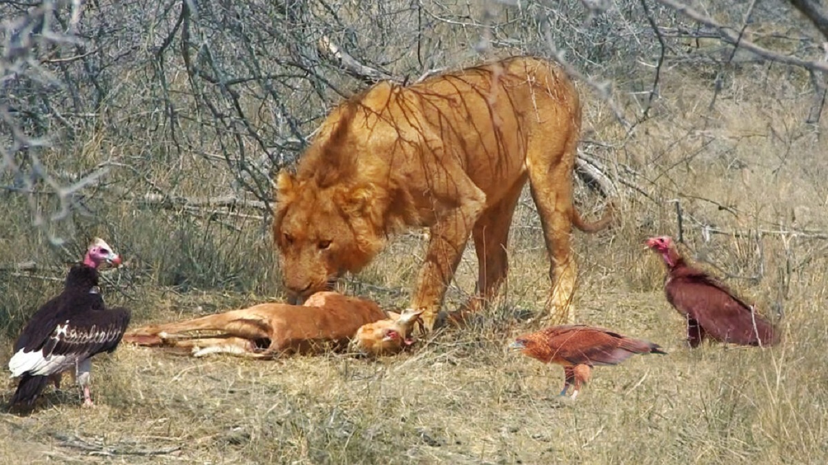 فیلم حیات وحش