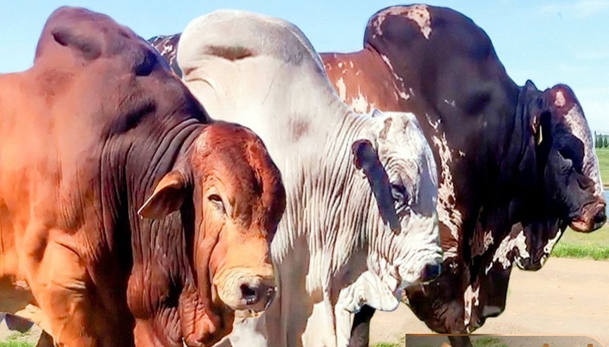 بزرگترین گاو نر، هیولای اروپا شناخته شد! بزرگترین گاو نر، هیولای اروپا شناخته شد!