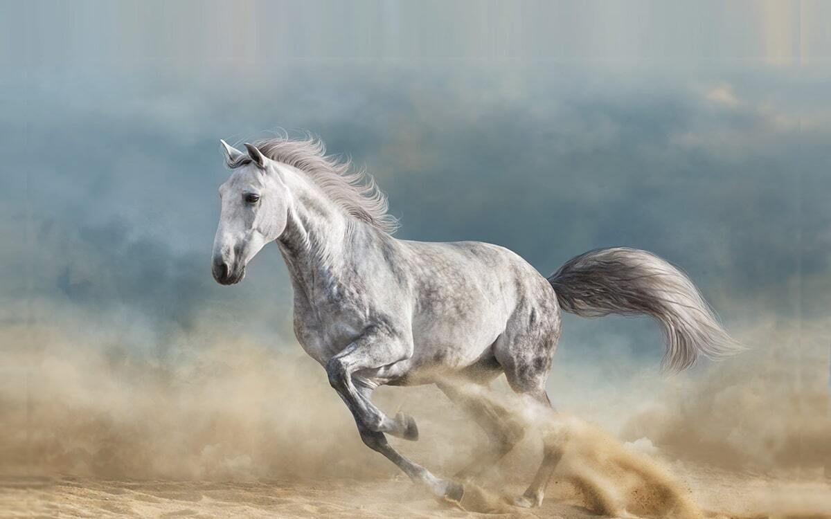 فیلم دیدنی از کوچک‌ترین اسب جهان