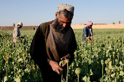 دبیر ستاد مبارزه با مواد مخدر: تولید مواد مخدر صنعتی در افغانستان به شدت افزایش یافته است