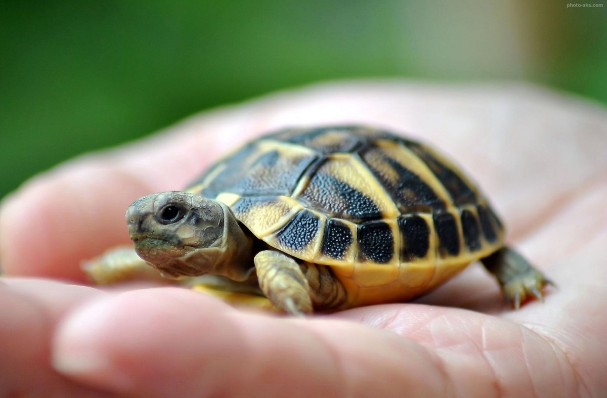 پیرترین حیوان زنده دنیا