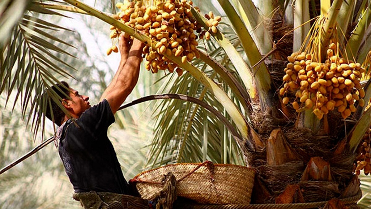 خرماچینی سنتی خاوران خرماچینی سنتی خاوران