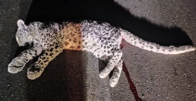 توله پلنگ توله پلنگ