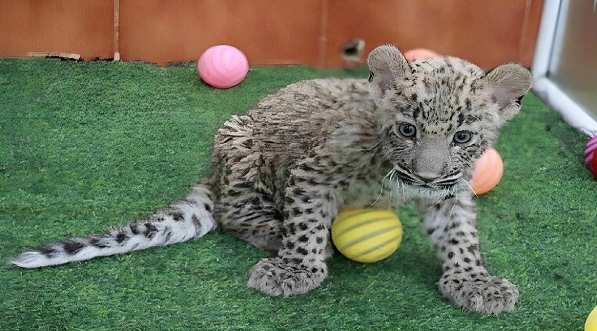 توله پلنگ توله پلنگ