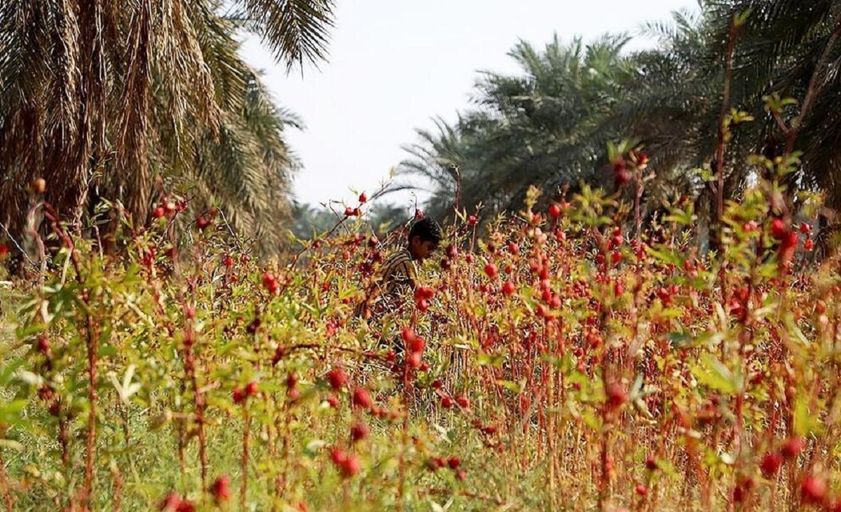 چای ترش در کارون چای ترش در کارون