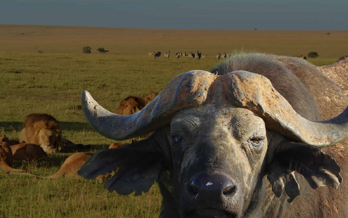 شکار بوفالو