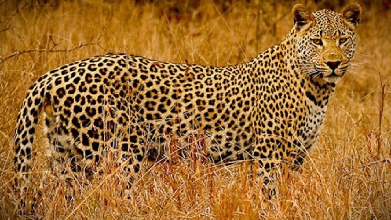 اتفاق جالب در پارک ملی گلستان؛ پلنگ ایرانی غافلگیر شد!