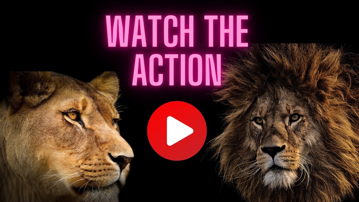 فیلم حیات وحش