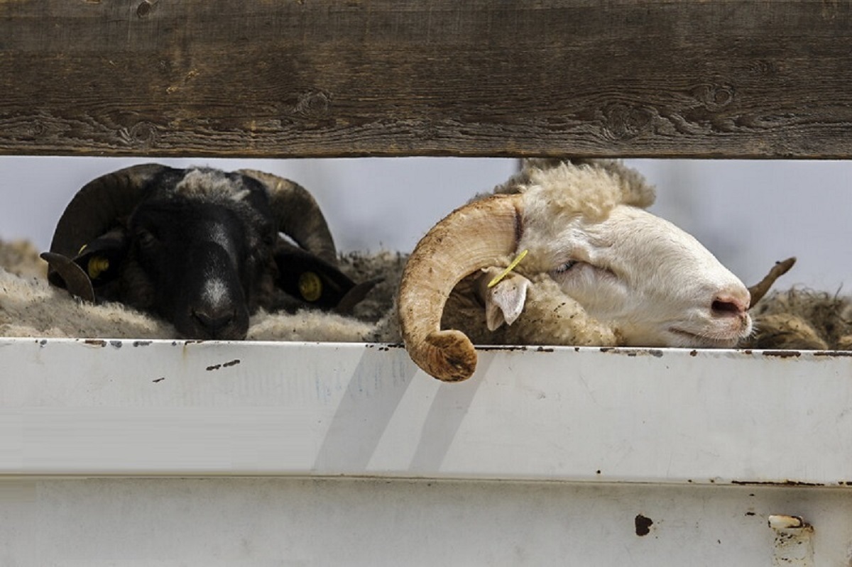 گوسفند زنده