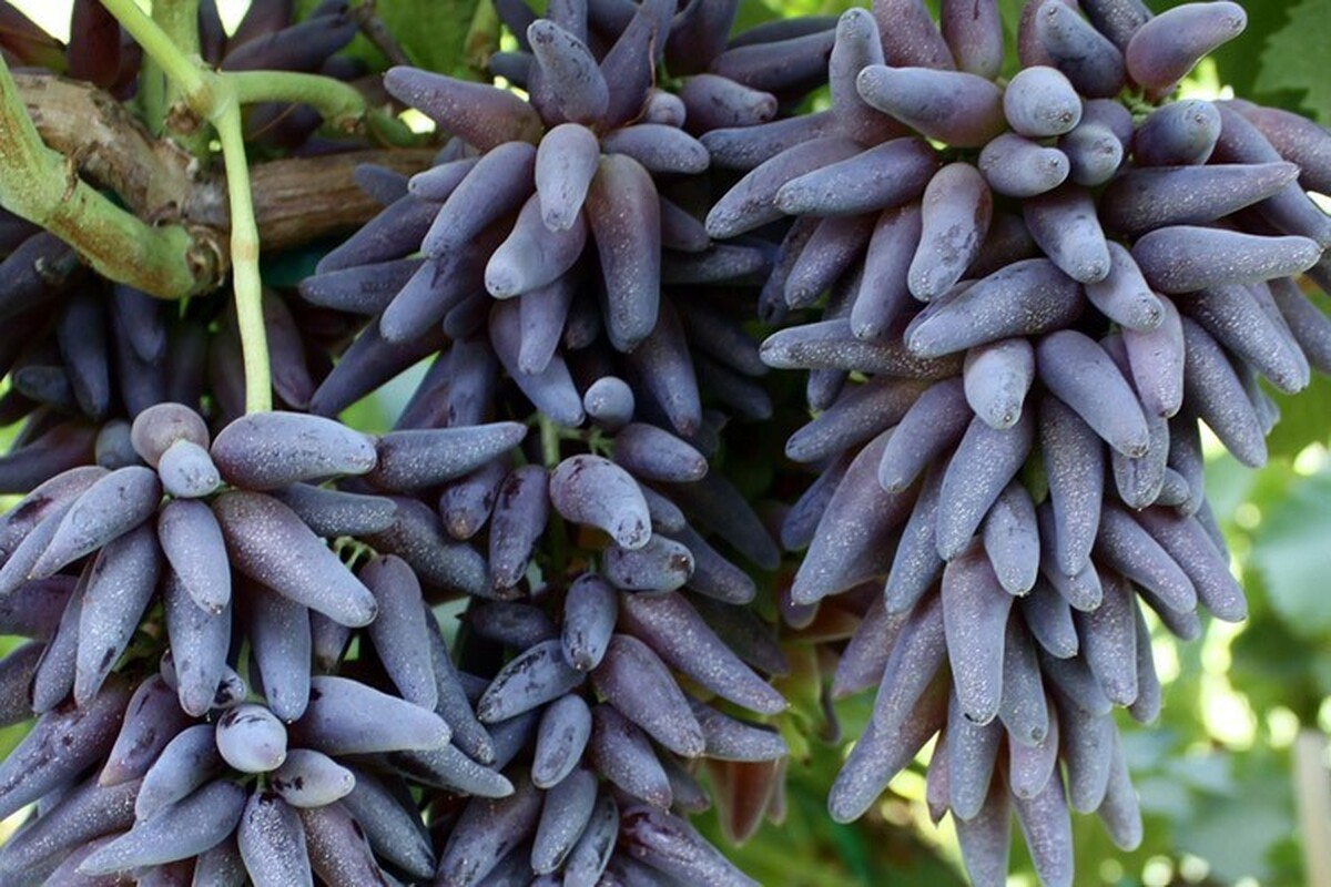 این نهال انگور توجه باغداران را جلب کرد؛ سودی برابر با طلا!