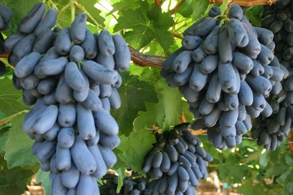 این نهال انگور توجه باغداران را جلب کرد؛ سودی برابر با طلا!