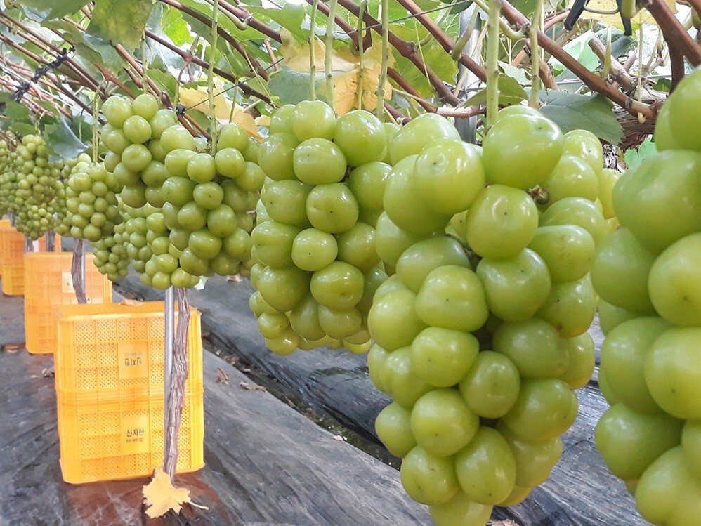 این نهال انگور توجه باغداران را جلب کرد؛ سودی برابر با طلا!