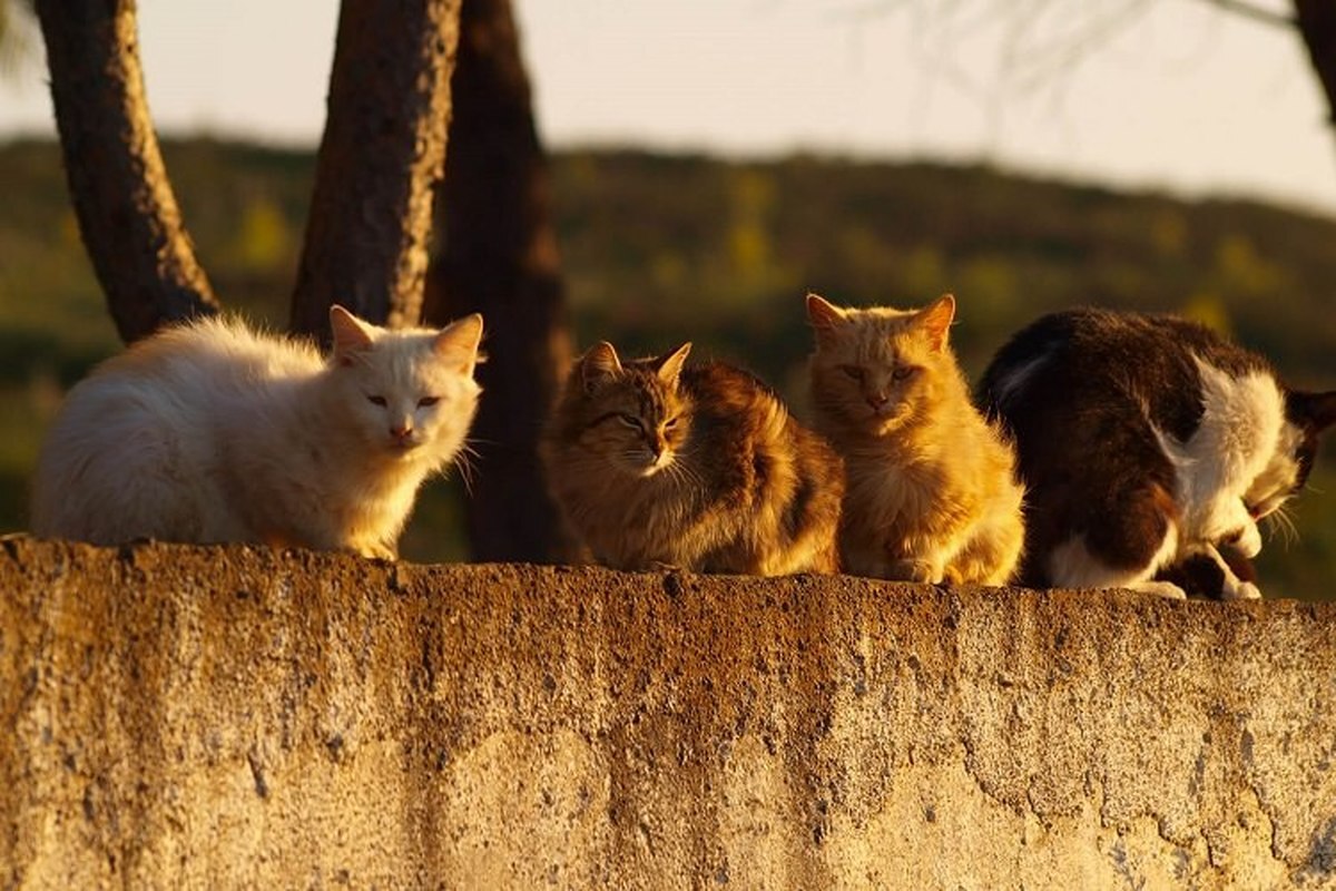 خشونت علیه حیوانات