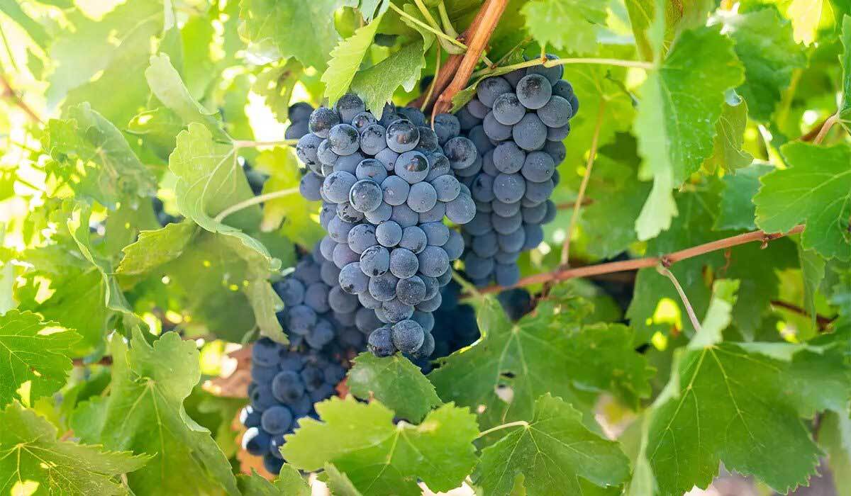 ریشه یابی جالب واژه مویز از زبان دکتر عباس موزون ریشه یابی جالب واژه مویز از زبان دکتر عباس موزون