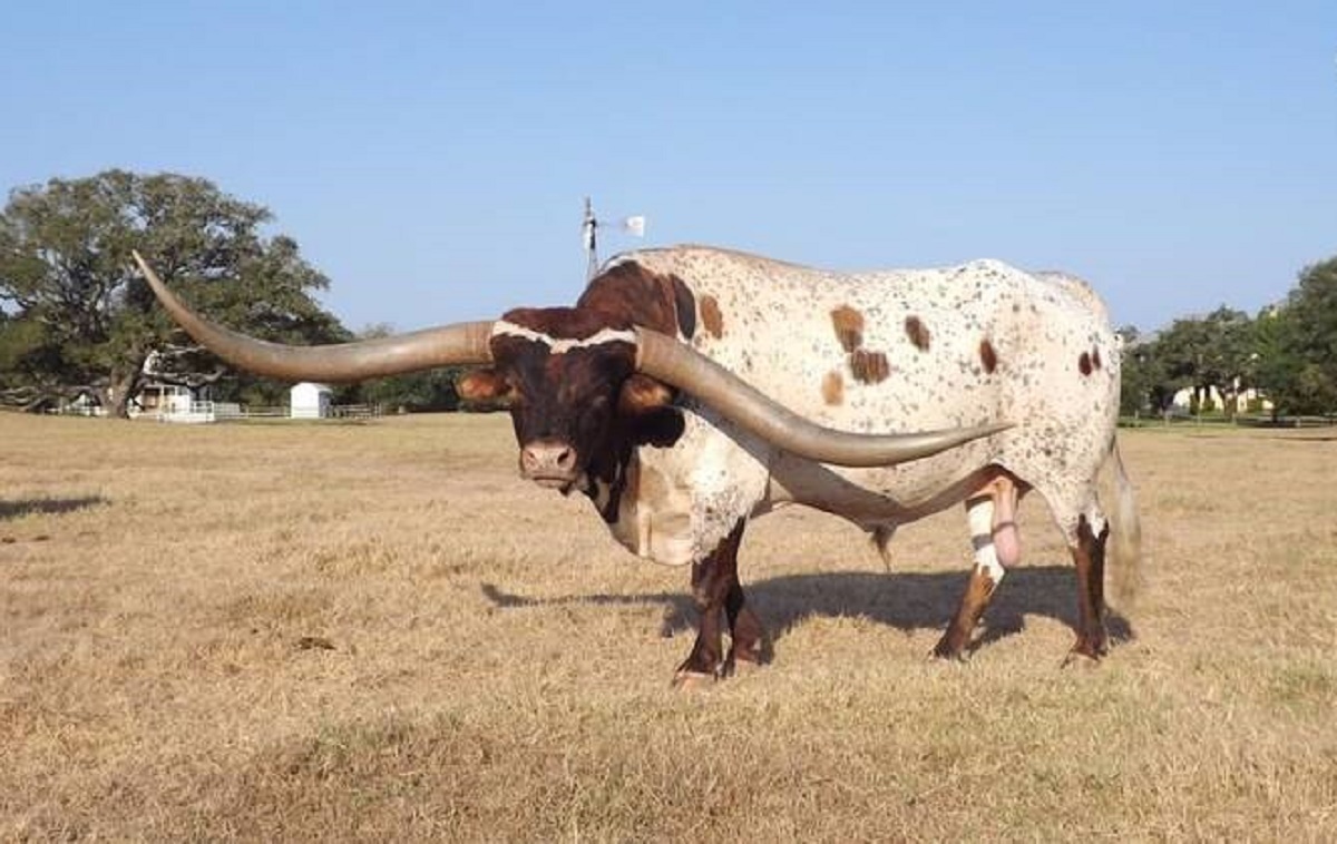 ویدیویی عجیب از گاوی که بزرگترین شاخ دنیا را دارد! ویدیویی عجیب از گاوی که بزرگترین شاخ دنیا را دارد!