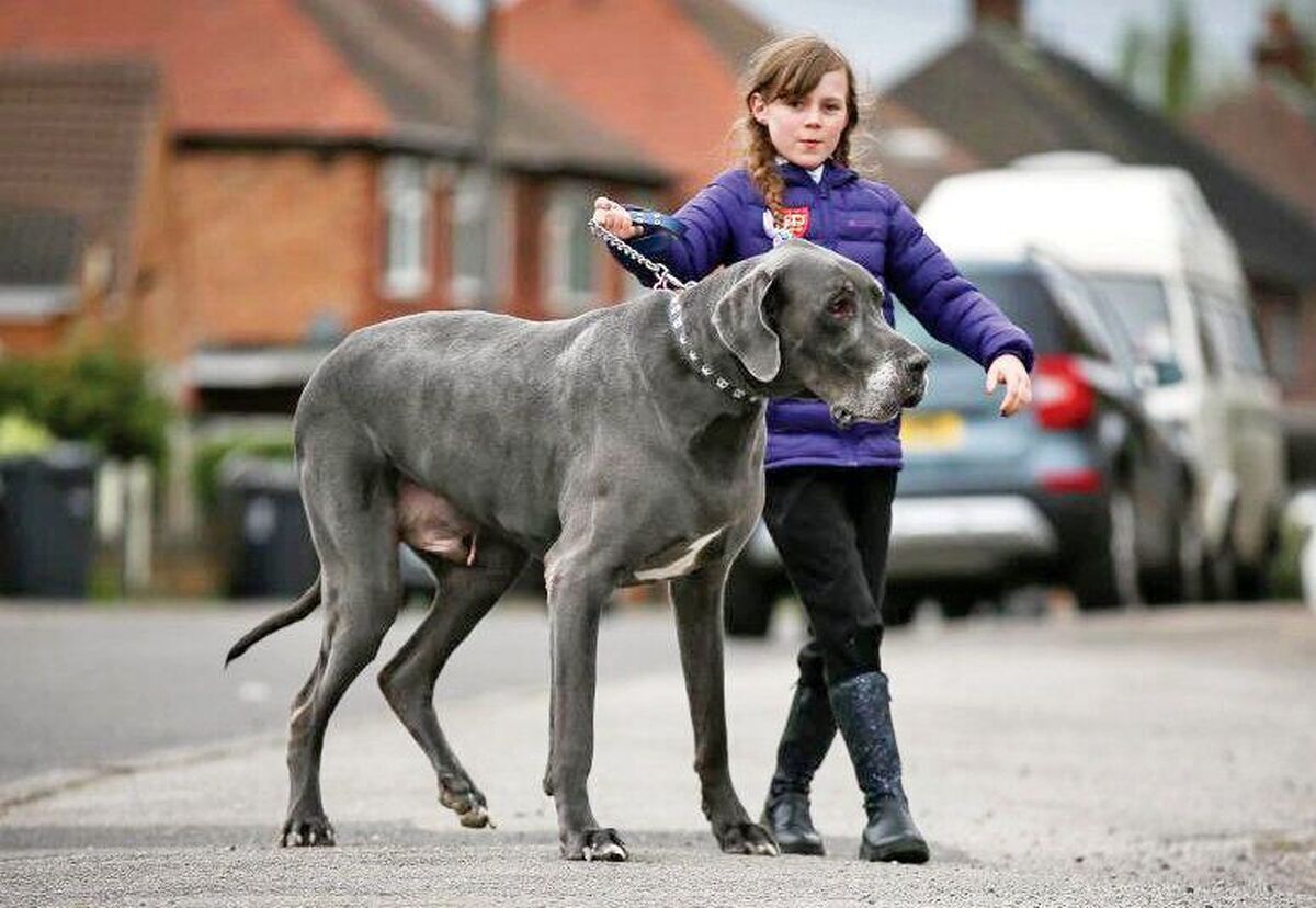 سگ پرنده، رکورد پرش گینس را زد! سگ پرنده، رکورد پرش گینس را زد!