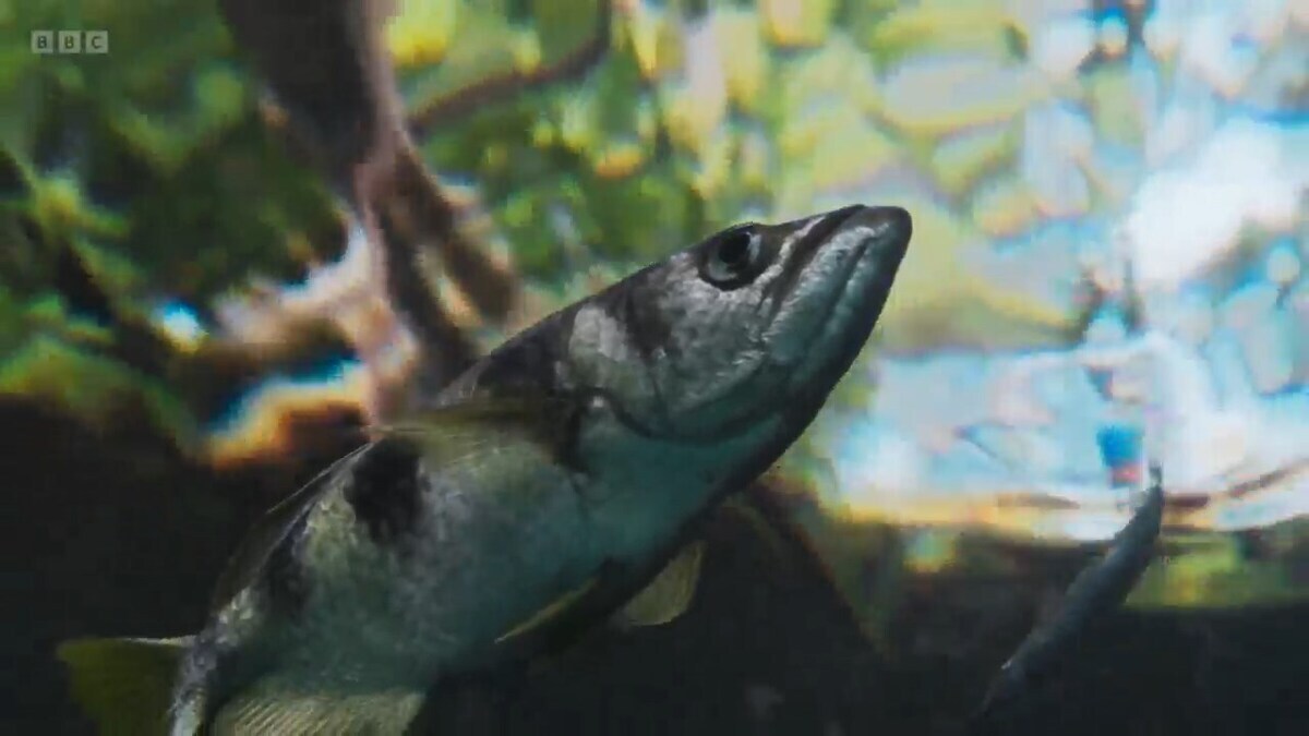 لحظه تیراندازی ماهی شکارچی! لحظه تیراندازی ماهی شکارچی!