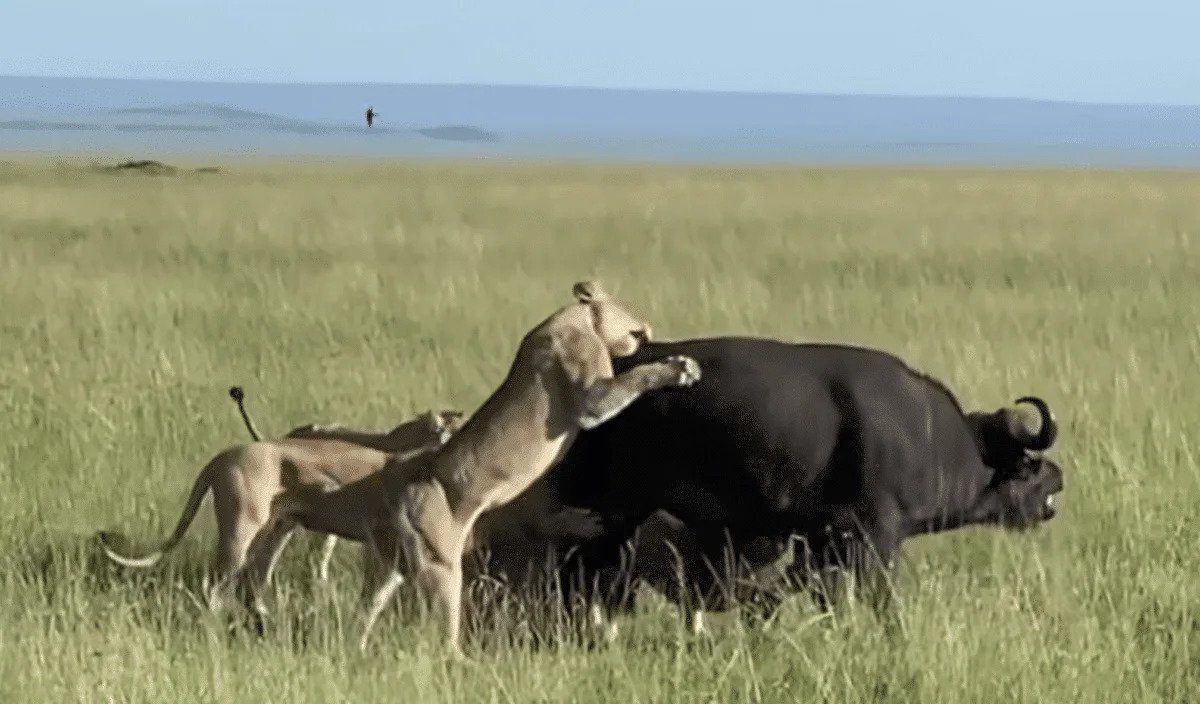 شکار بوفالو فیلم حیات وحش