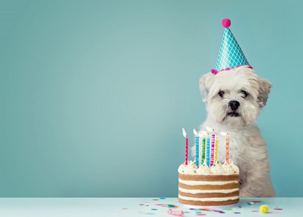 ویدیویی عجیب و پربازدید از تولد لاکچری یک توله سگ!