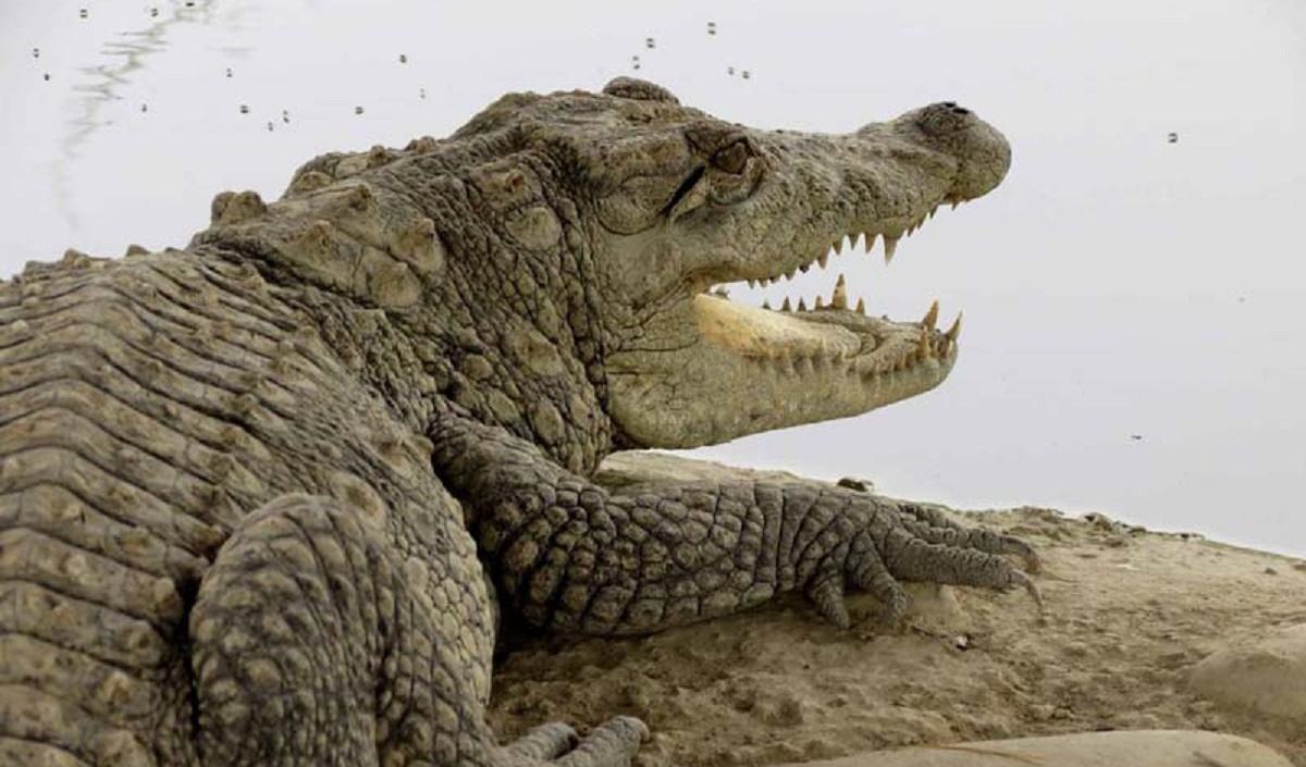 سقوط یک هواپیما بر روی تمساحهای درنده! سقوط یک هواپیما بر روی تمساحهای درنده!