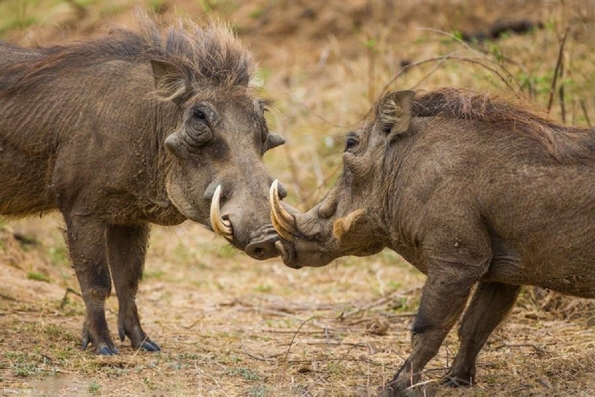 تصاویری از حمله گرازهای وحشی به مزارع کشاورزی در کاشان تصاویری از حمله گرازهای وحشی به مزارع کشاورزی در کاشان
