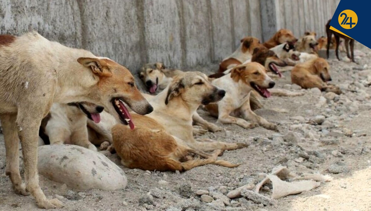 با سگهای ولگرد چه کنیم؟ | یک نماینده: باید همه سگهای ولگرد را بدون مسامحه کشت | یک کارشناس: کشتار سگها منجر به افزایش جمعیت آنها میشود با سگهای ولگرد چه کنیم؟ | یک نماینده: باید همه سگهای ولگرد را بدون مسامحه کشت | یک کارشناس: کشتار سگها منجر به افزایش جمعیت آنها میشود