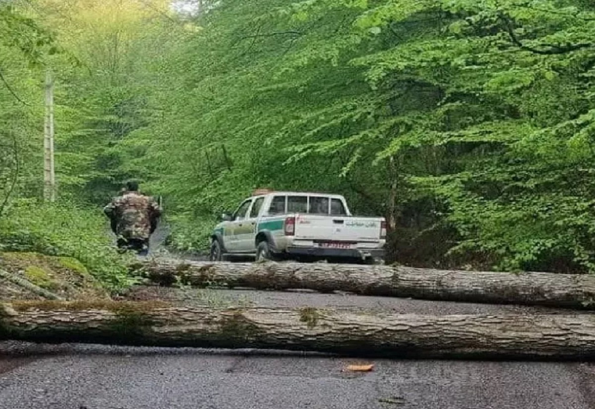 قطع درختان قطع درختان