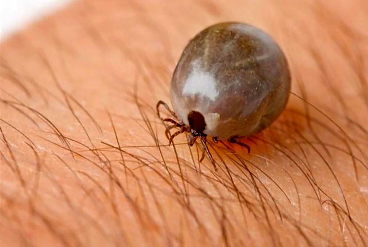 آخرین جزئیات تب کریمه کنگو در کشور | تعداد جان باختگان و توصیه های جدی سازمان دامپزشکی آخرین جزئیات تب کریمه کنگو در کشور | تعداد جان باختگان و توصیه های جدی سازمان دامپزشکی