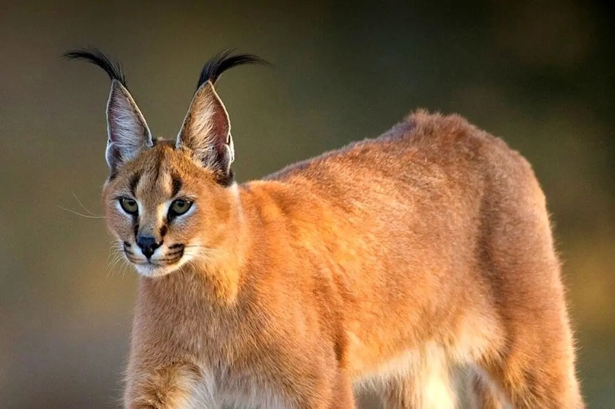 حیات وحش حیات وحش