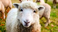 ویدئویی باورنکردنی از چایی با قند خوردن یک گوسفند!